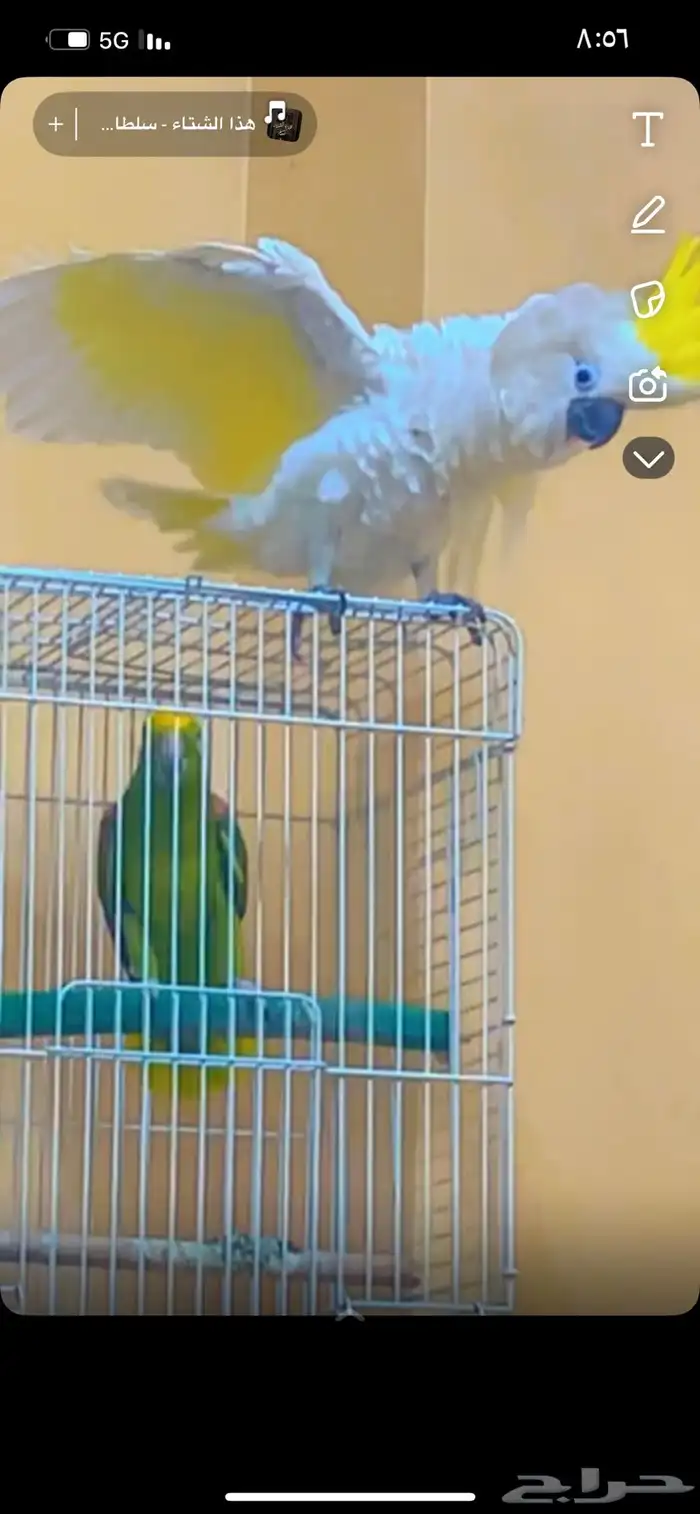 ببغاء كوكاتو ترايتون الجميل 1