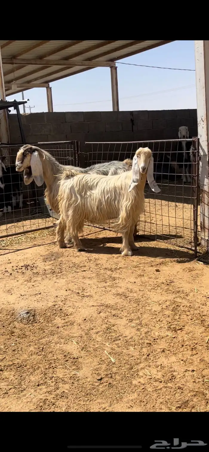 معزاء عوارض 0