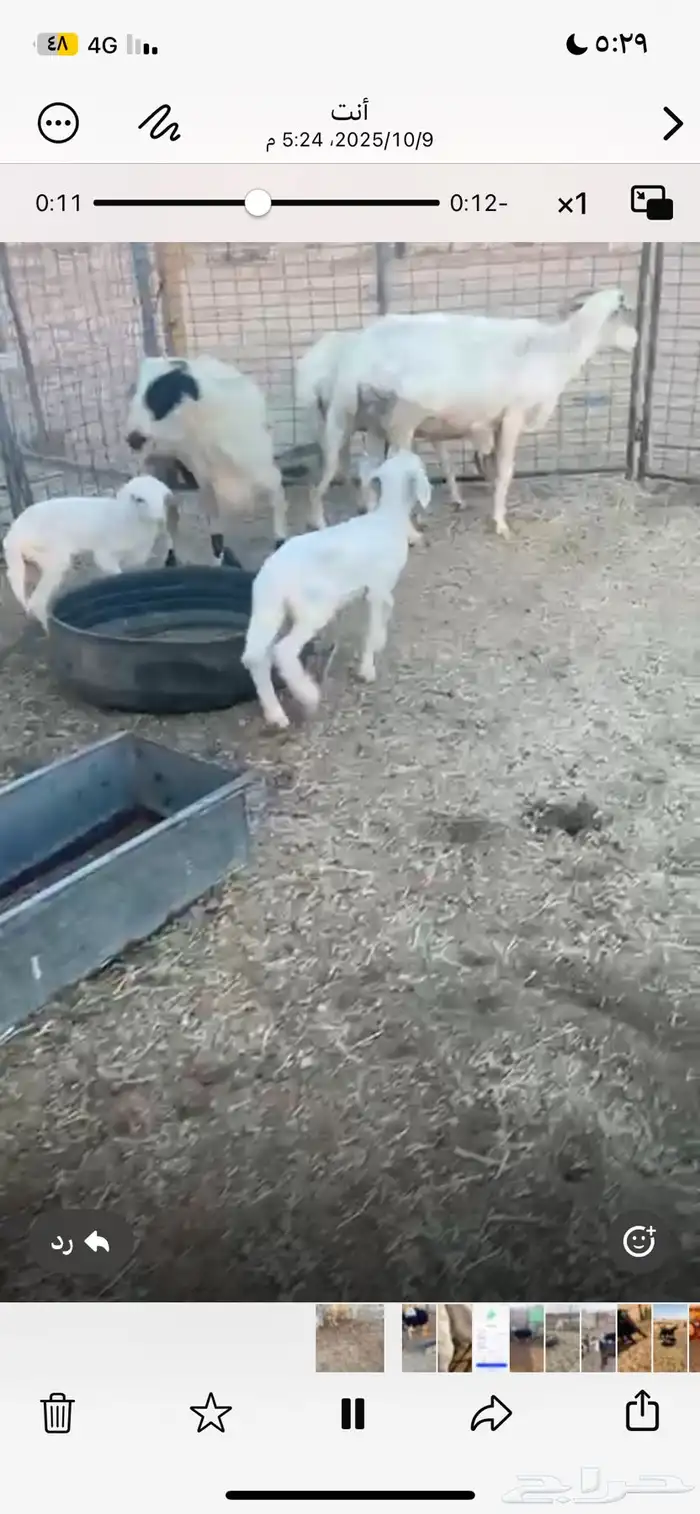 غنم ثلاث معهن ثنين ورخل نجديه 3