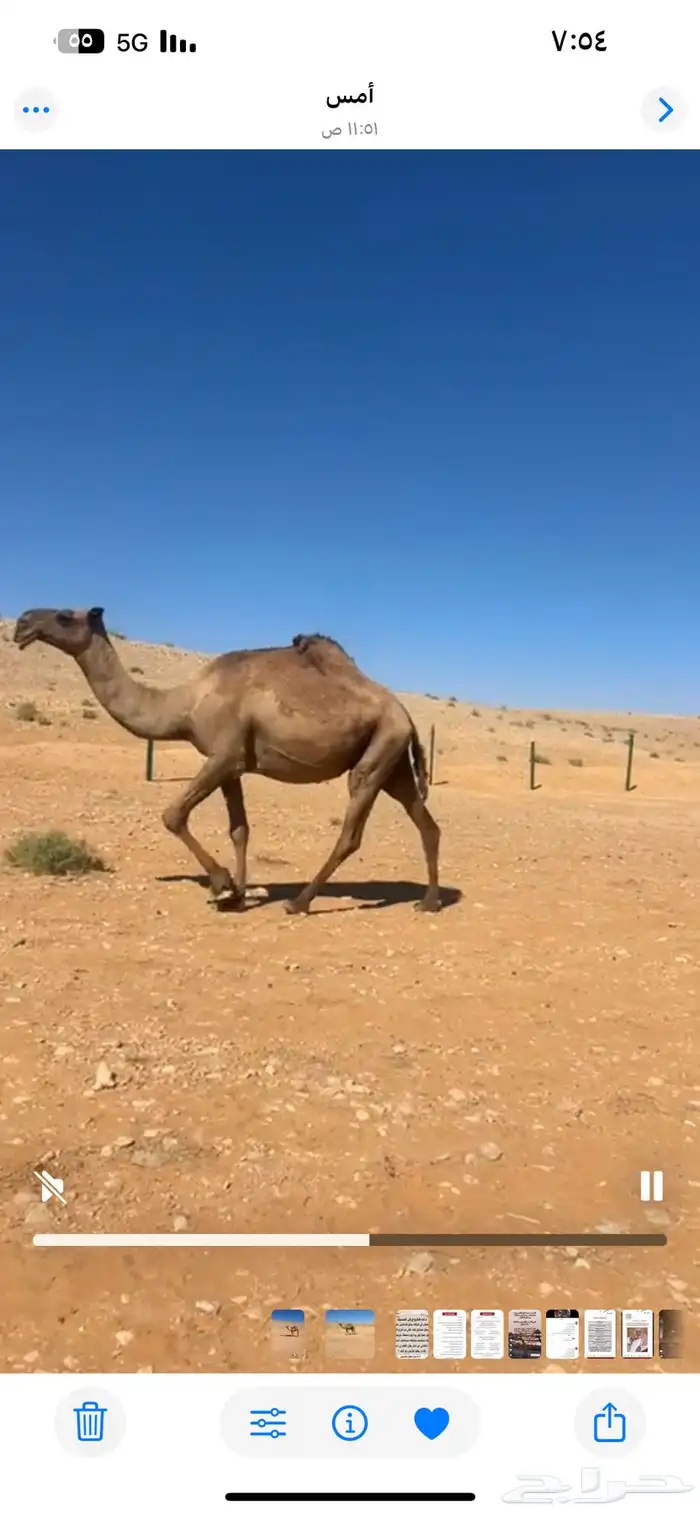 ناقه مصعد 2
