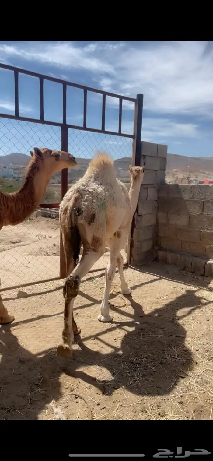 قعود ين للبيع 3