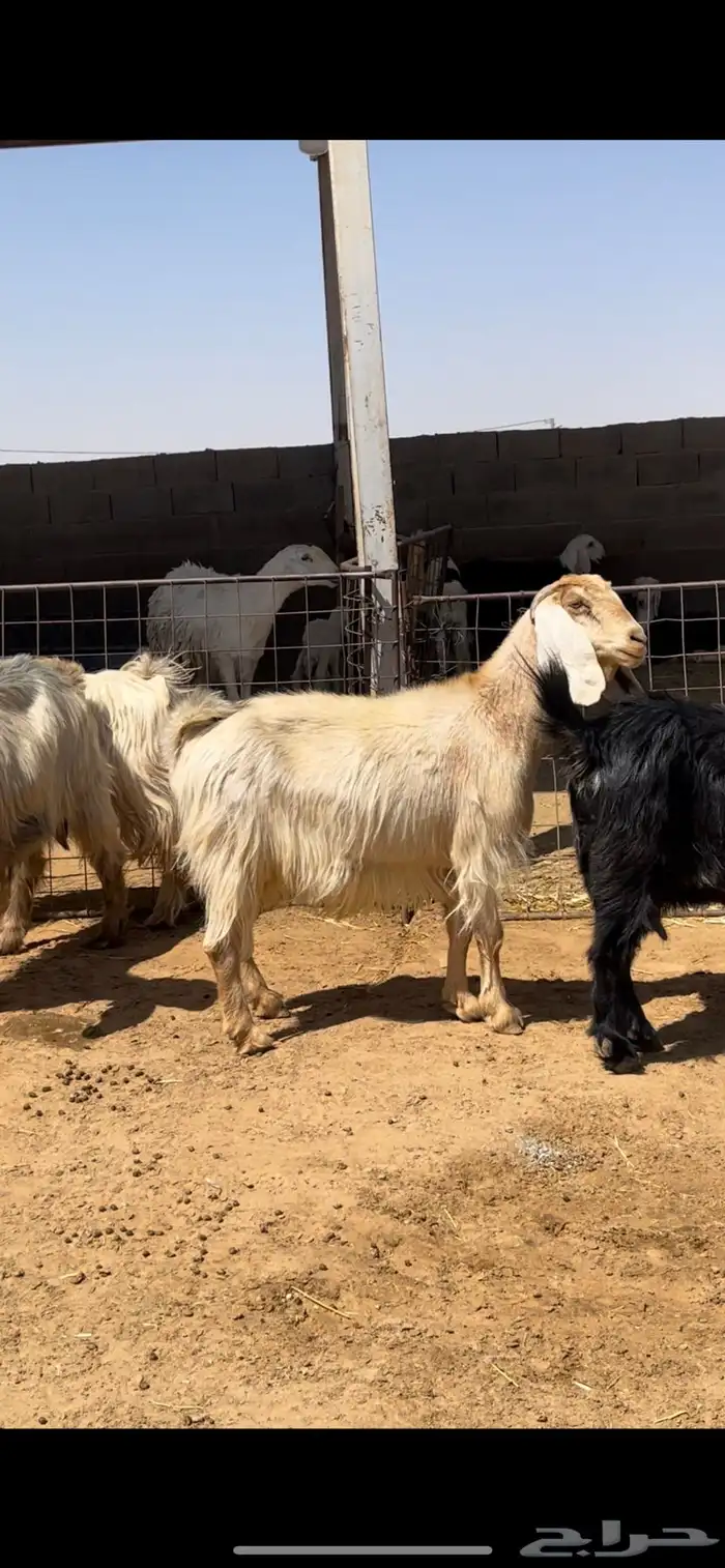 معزاء عوارض 8