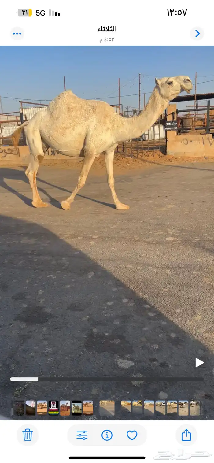 ناقه لقحه كفو وعلى بعير طيب 2