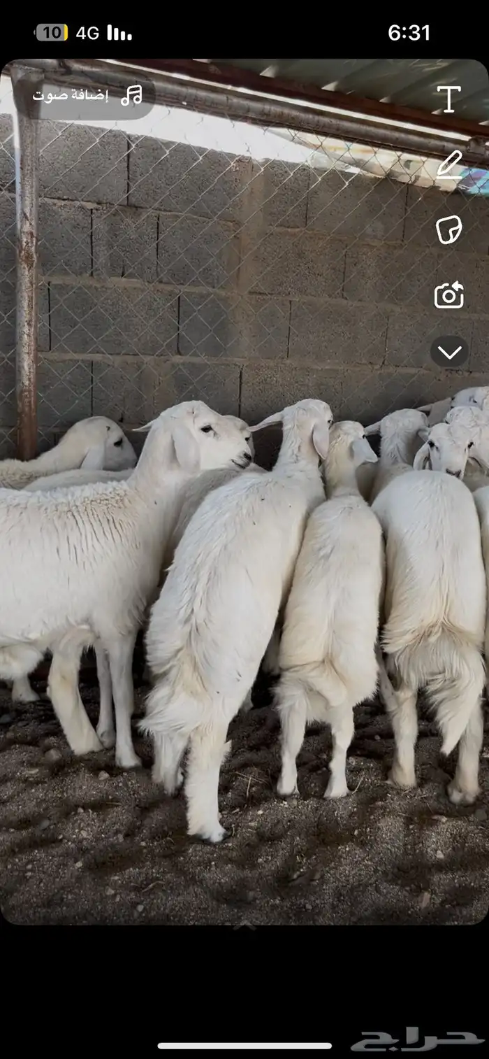خرفان مسكته 6