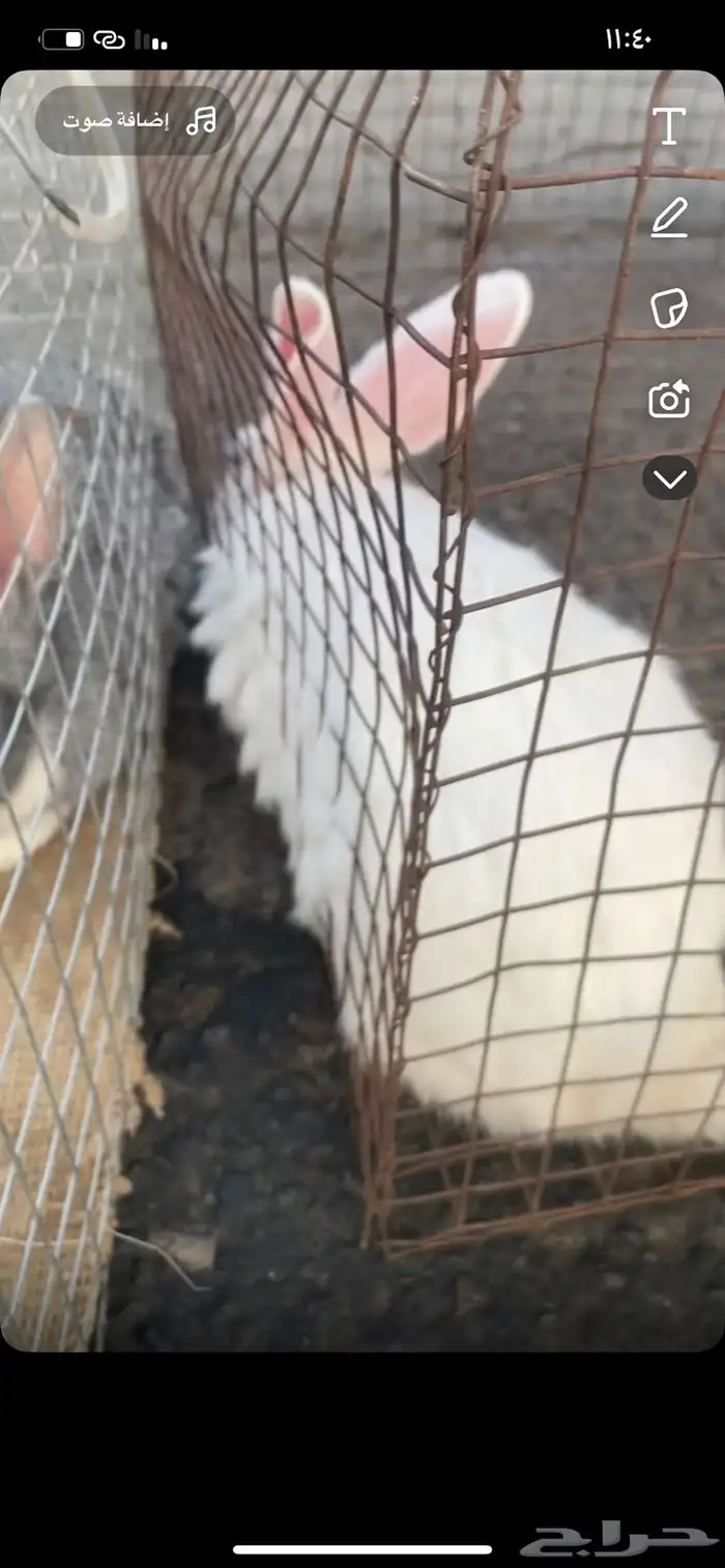 ارانب ايطالي دفع 7