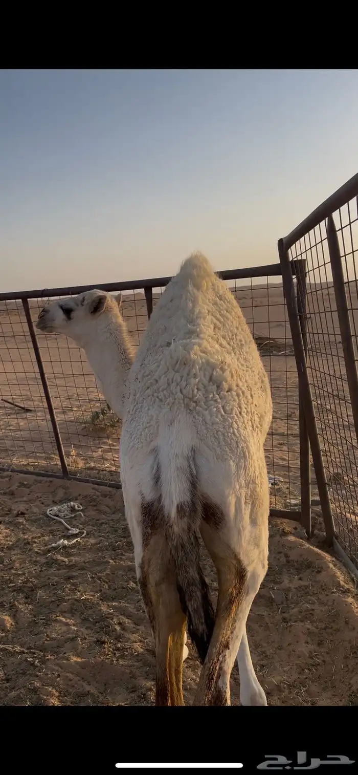 حشو للبيع قعود وبكره قصب 2