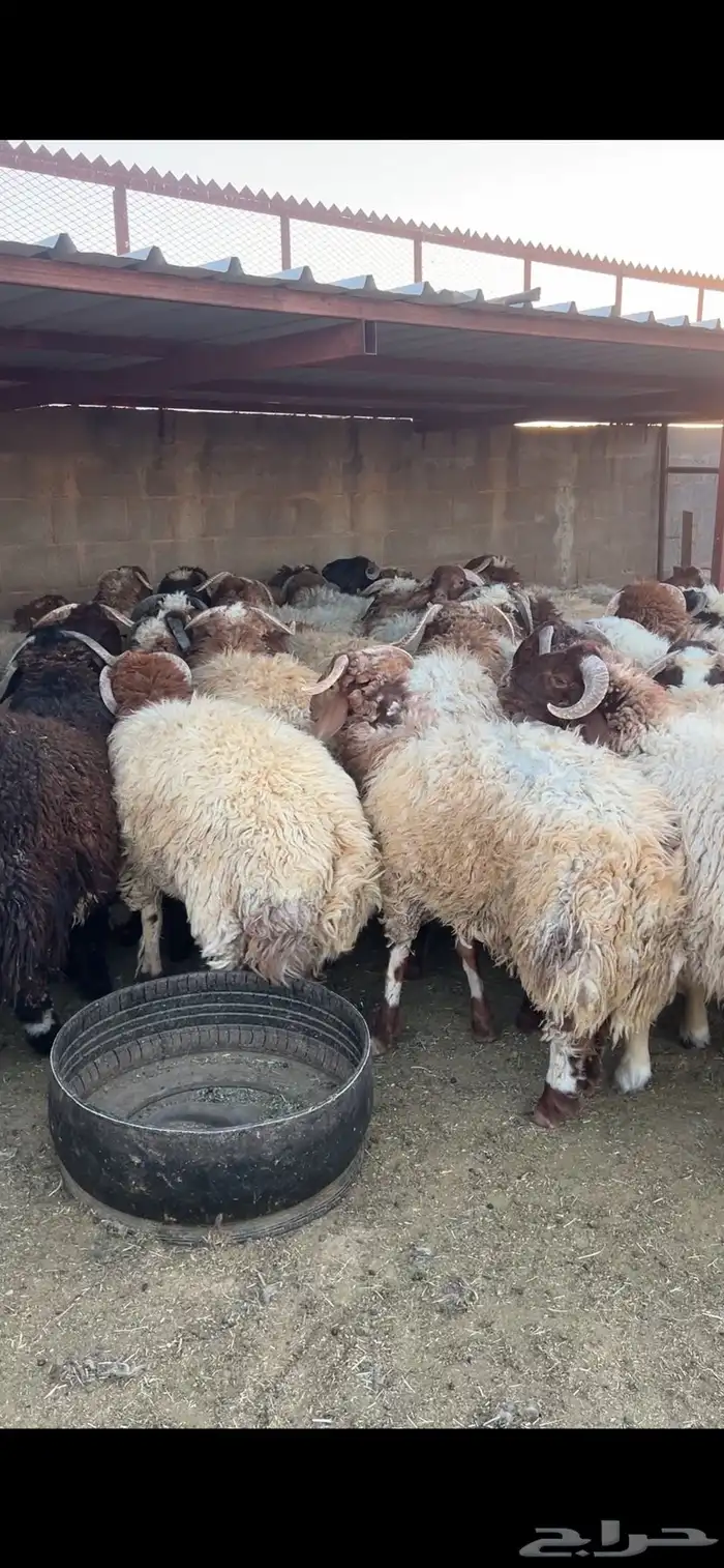 خرفان 3