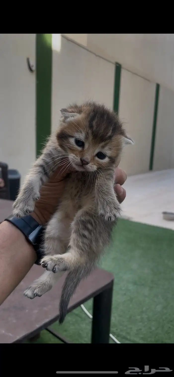قطط سكوتش للبيع 3