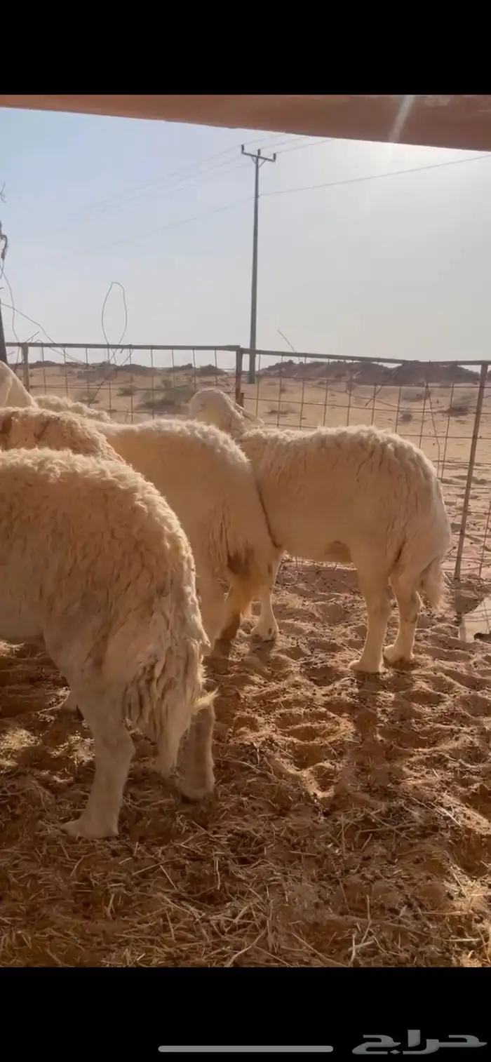 غنم حريات حرش مراح واحد بفحلها 2