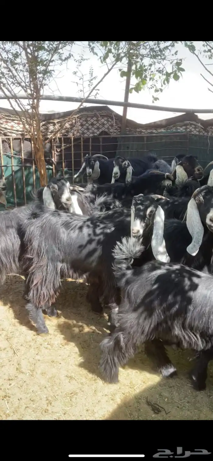 معزا عوارض مراح بفحولها 16