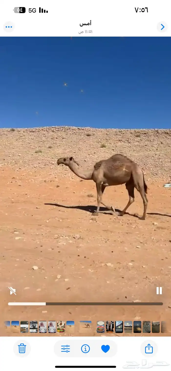 بكره للبيع 1