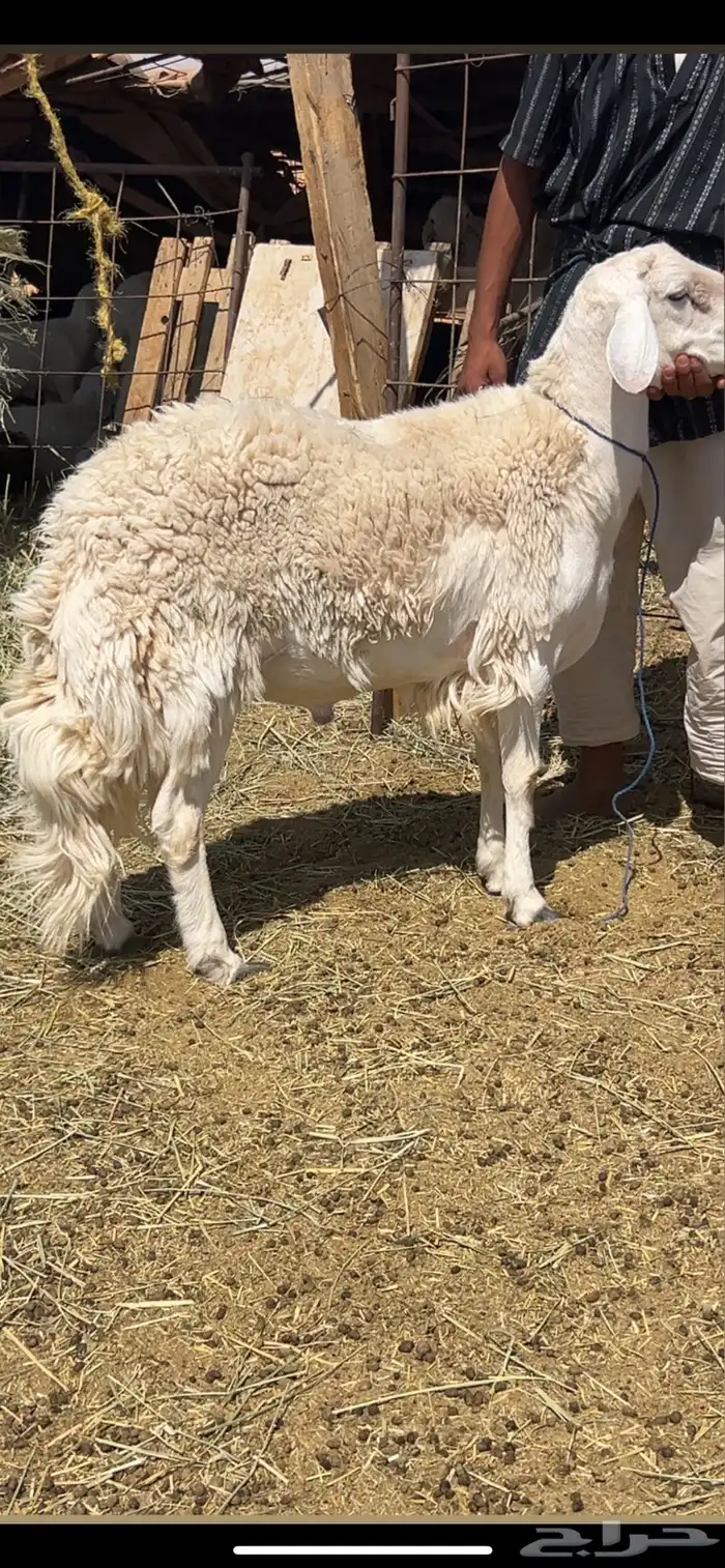 للبيع خروف فحل وداغور نجدي 0