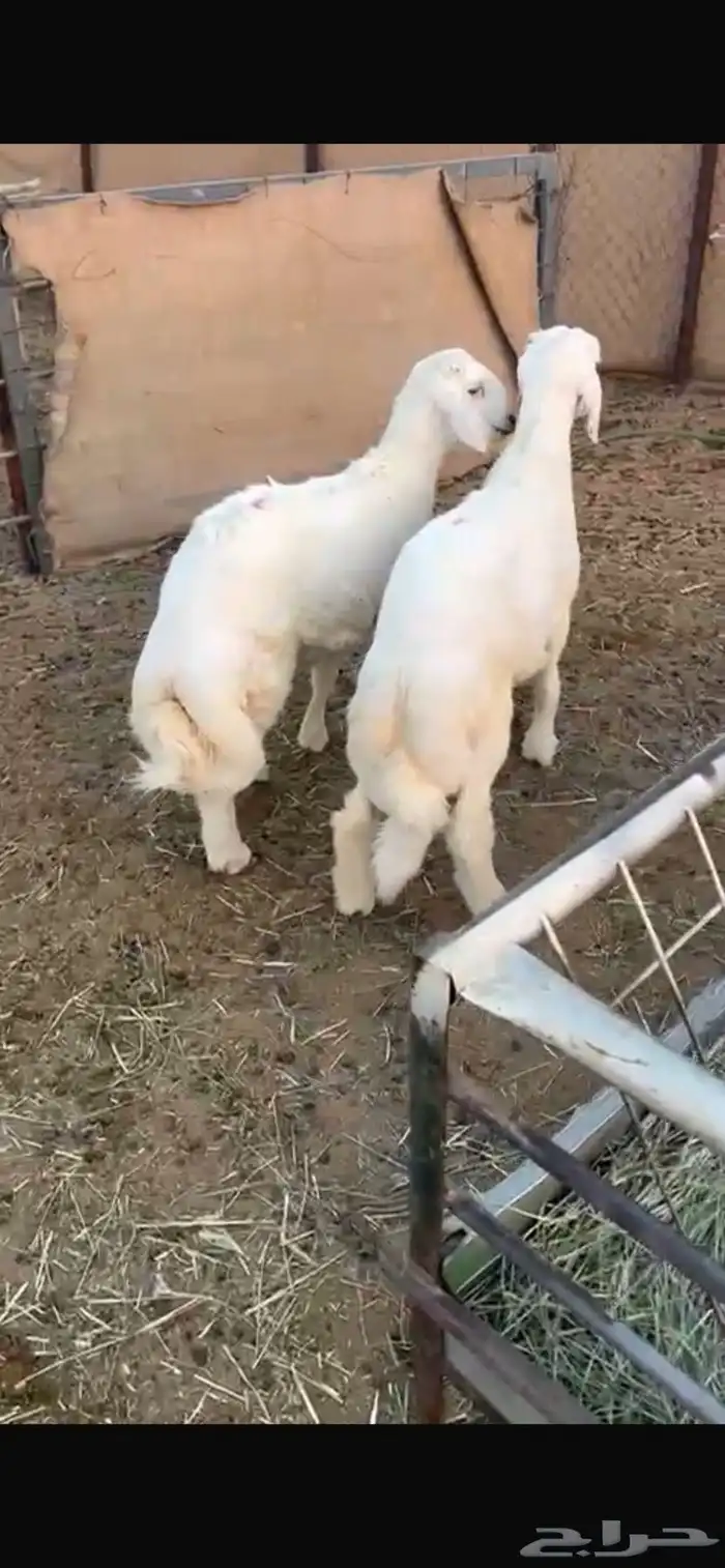 ذبايح 0