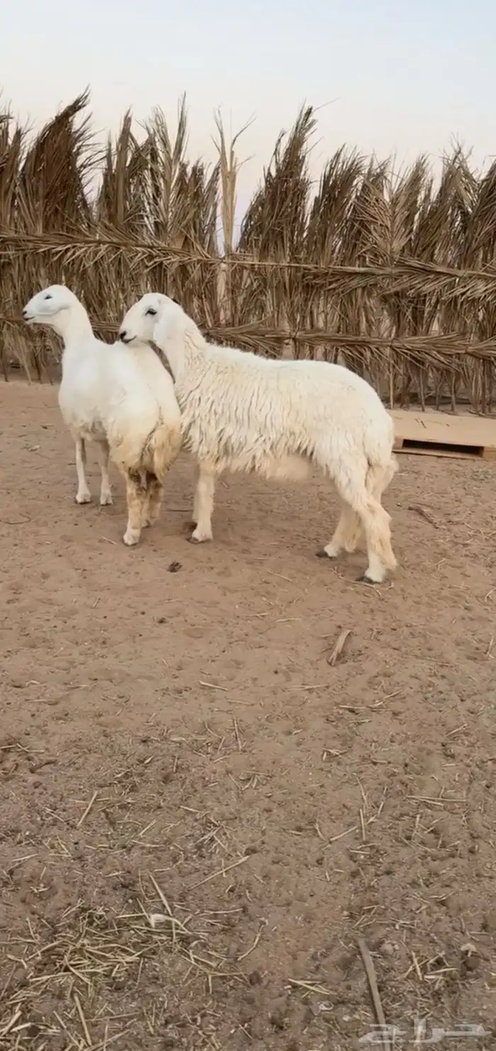 رخال صنف ومعرفات 2