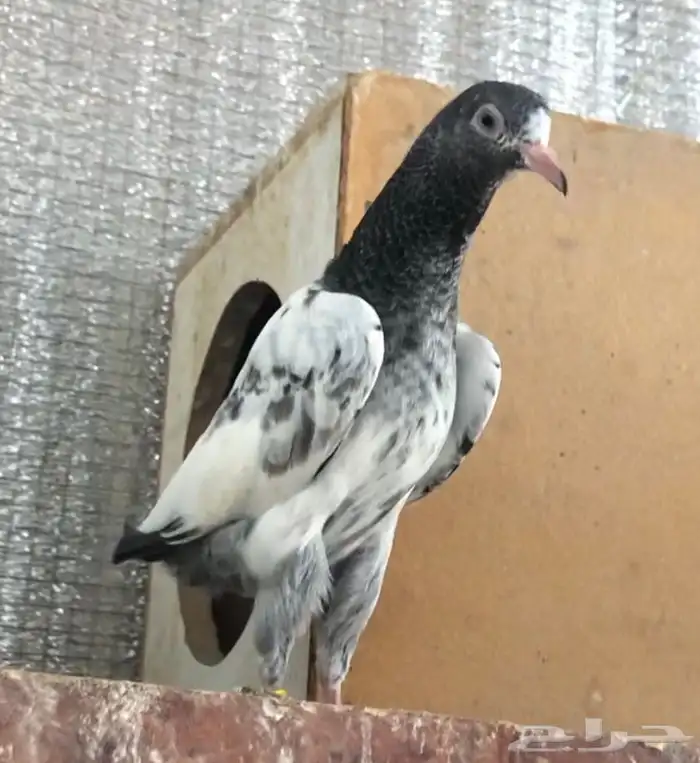 تم البيع طبة بغلا تيدي 3