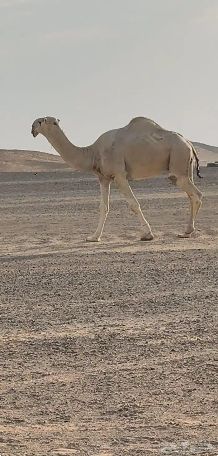 قعود علياني 0