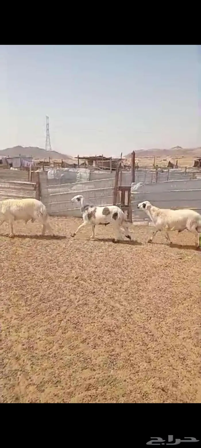طليان.ذبايح مناسبات وضيفان. وتيوس مخصيه 1