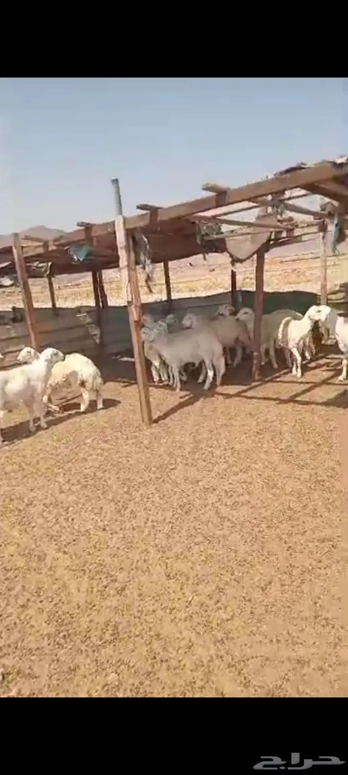 طليان.ذبايح مناسبات وضيفان. وتيوس مخصيه 5