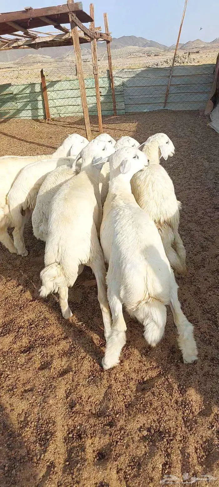 طليان.ذبايح مناسبات وضيفان. وتيوس مخصيه 0