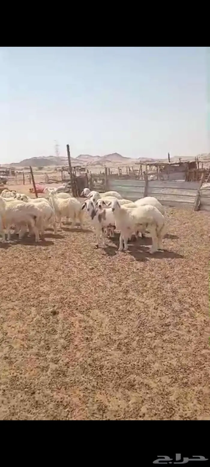 طليان.ذبايح مناسبات وضيفان. وتيوس مخصيه 6