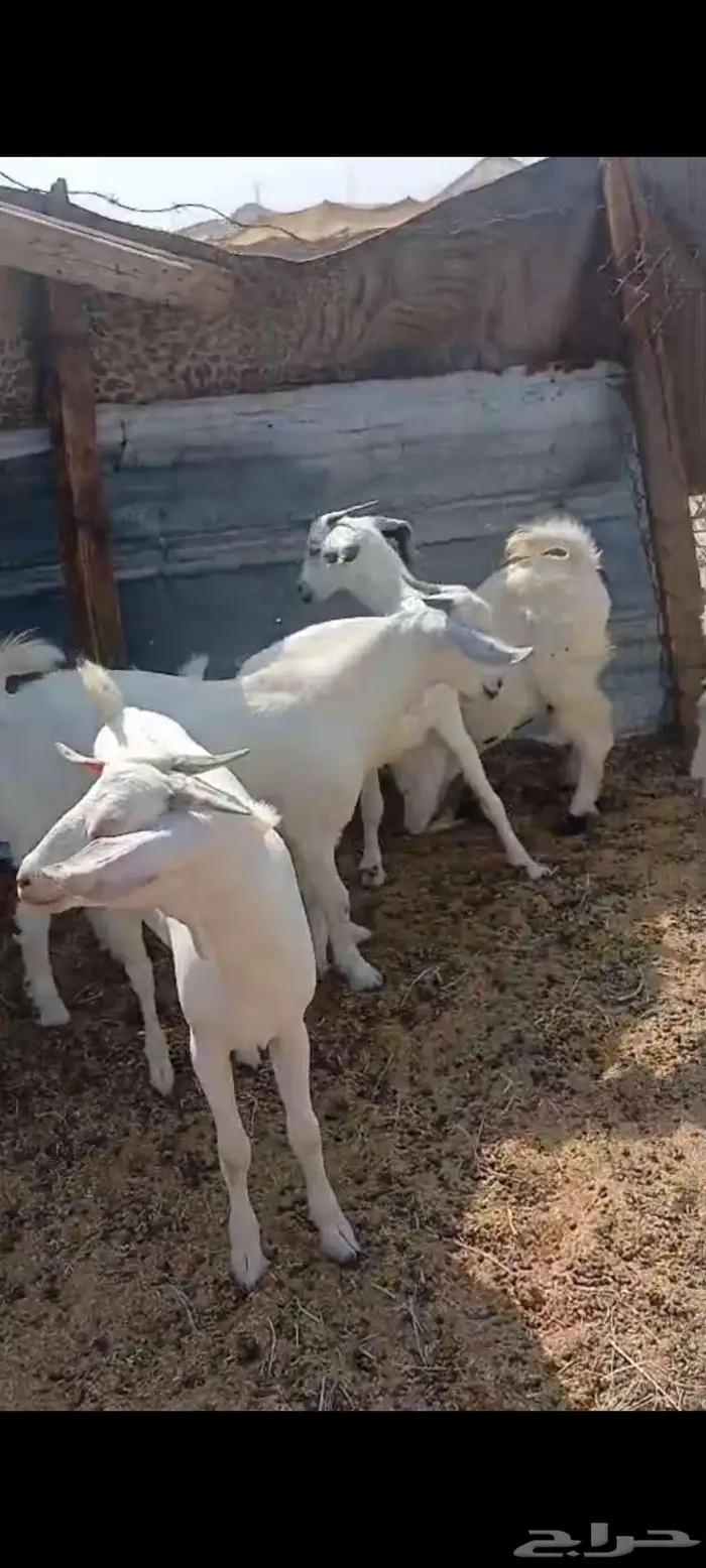 طليان.ذبايح مناسبات وضيفان. وتيوس مخصيه 8
