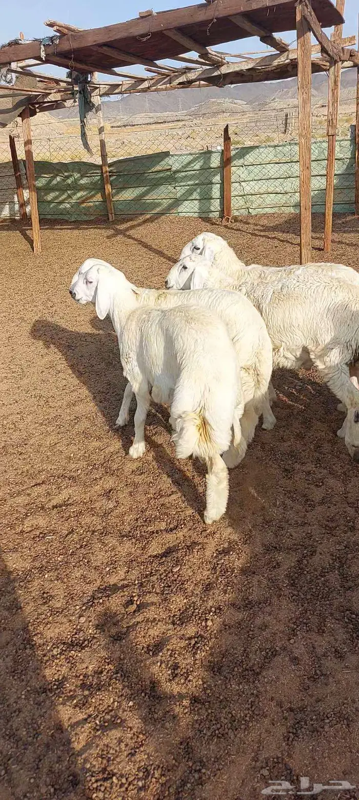 طليان.ذبايح مناسبات وضيفان. وتيوس مخصيه 14
