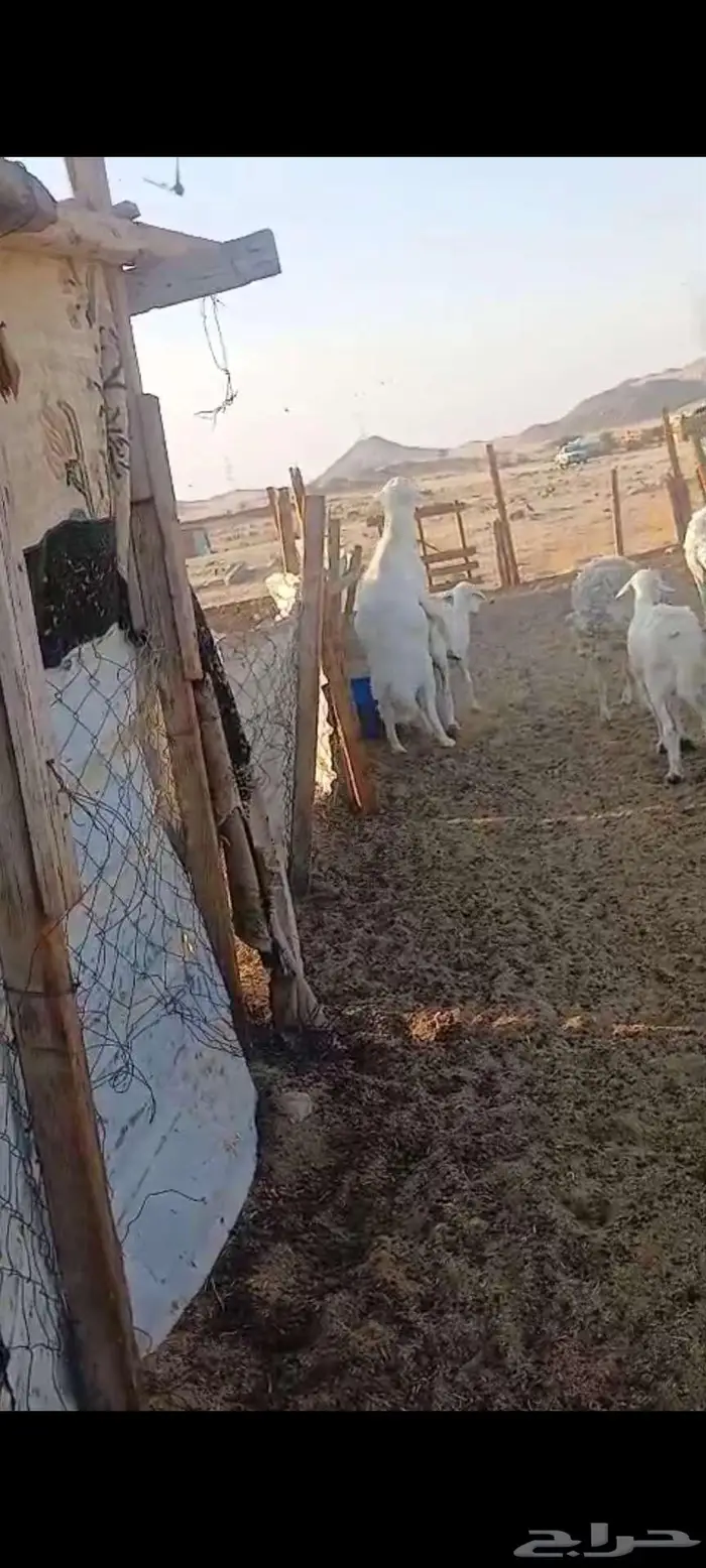 ضان ورخال وفحل . رخال ذبح او مقنا 3