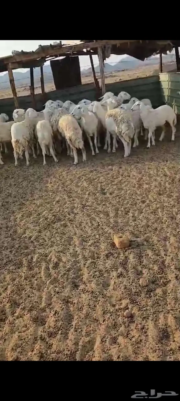 ضان ورخال وفحل . رخال ذبح او مقنا 8
