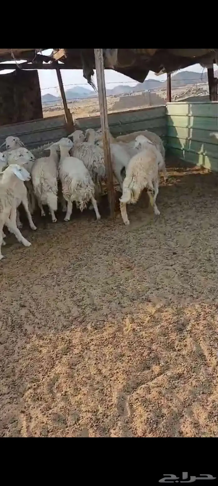 ضان ورخال وفحل . رخال ذبح او مقنا 7