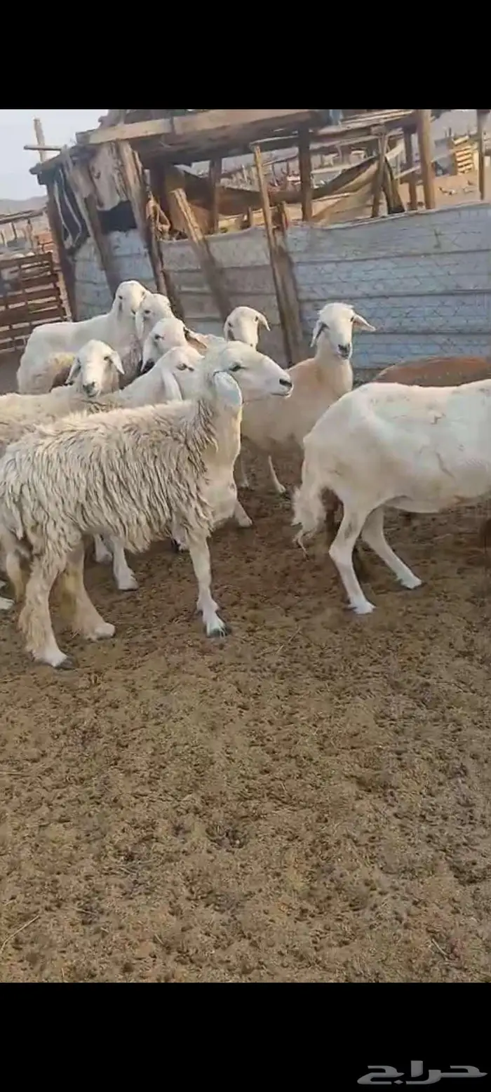 ضان ورخال وفحل . رخال ذبح او مقنا 6