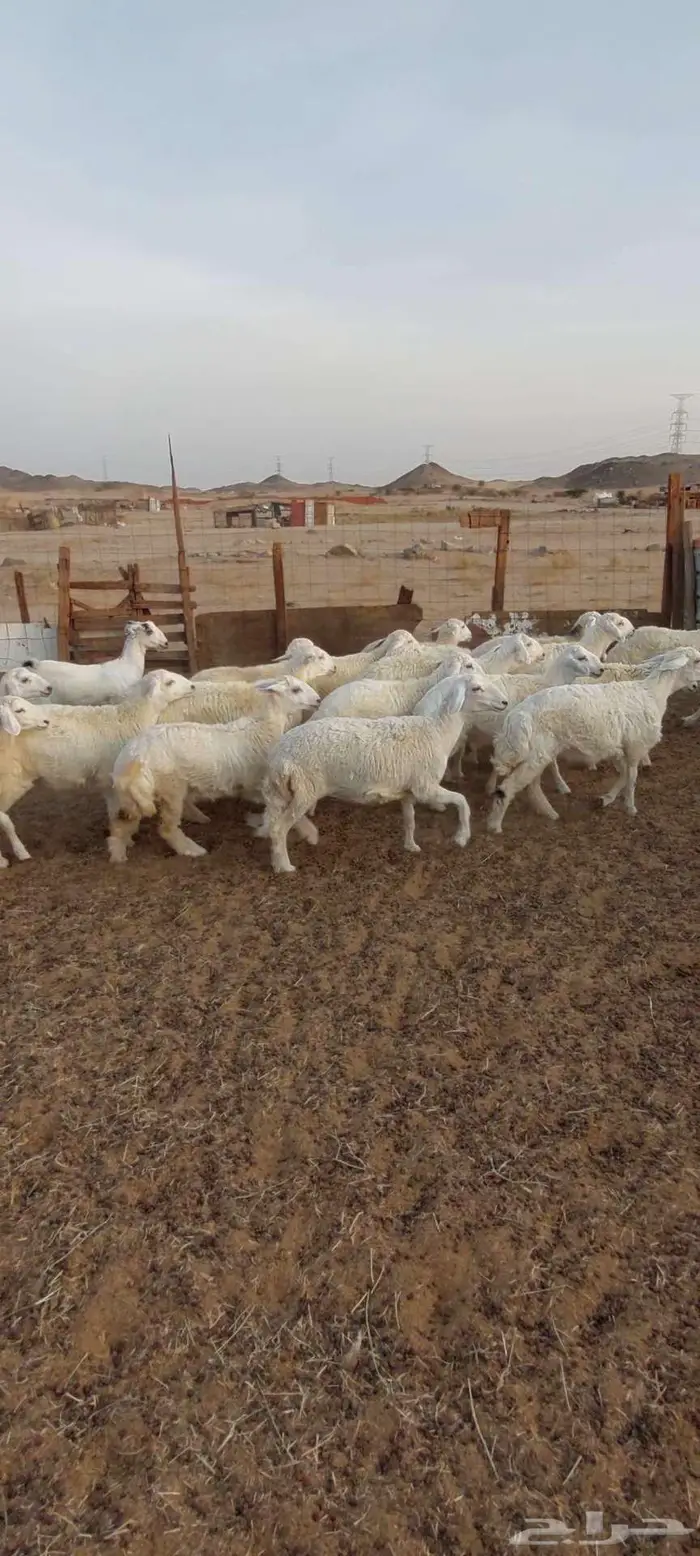 ضان ورخال وفحل . رخال ذبح او مقنا 9