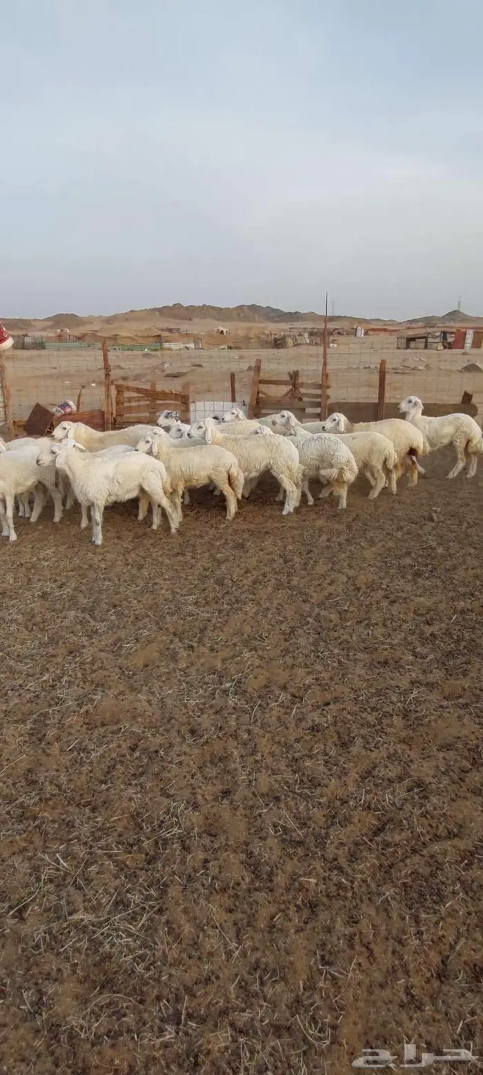 ضان ورخال وفحل . رخال ذبح او مقنا 12