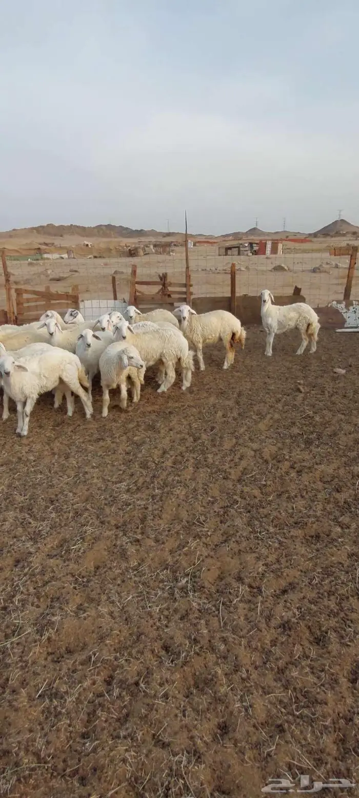 ضان ورخال وفحل . رخال ذبح او مقنا 14