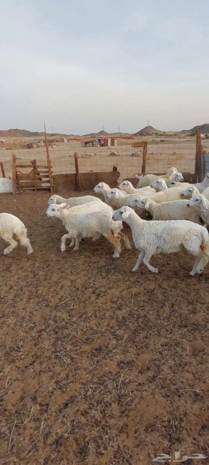ضان ورخال وفحل . رخال ذبح او مقنا 16