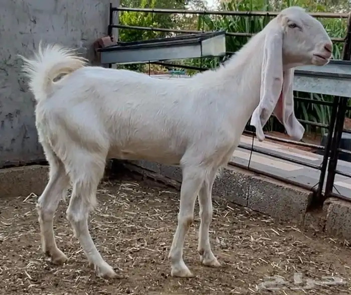 عنز مشروكة بكريه توها مثنية 0
