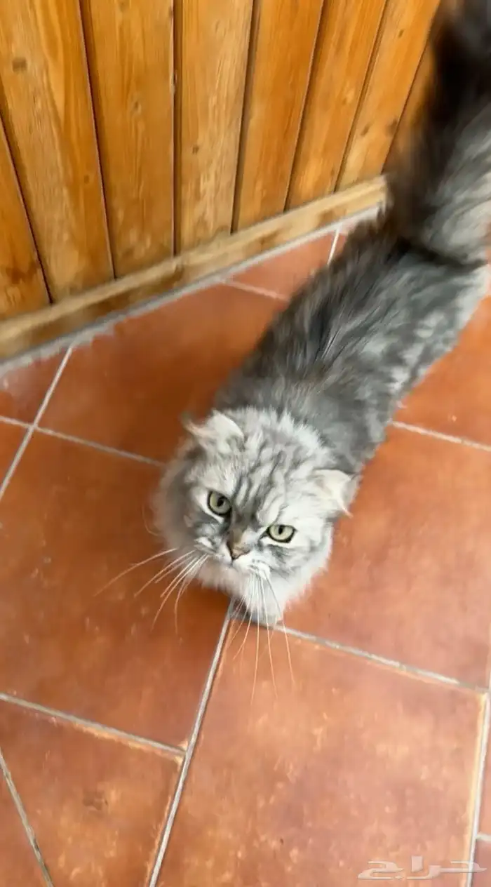 قط ذكر شيرازي العمر سنه 0
