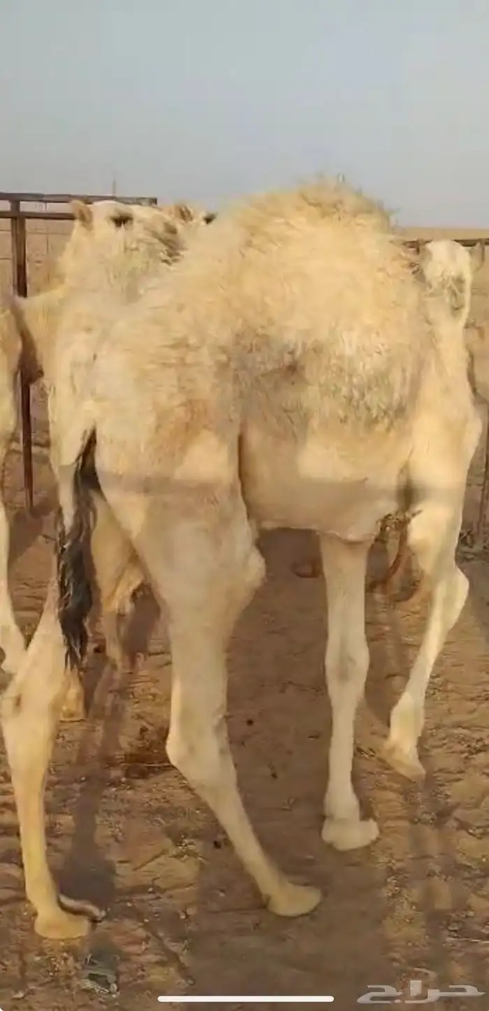 لبيع قعود عمره 7شهور 1