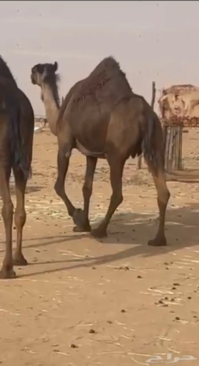 مجهم ملاقي بثالثها شرط 2