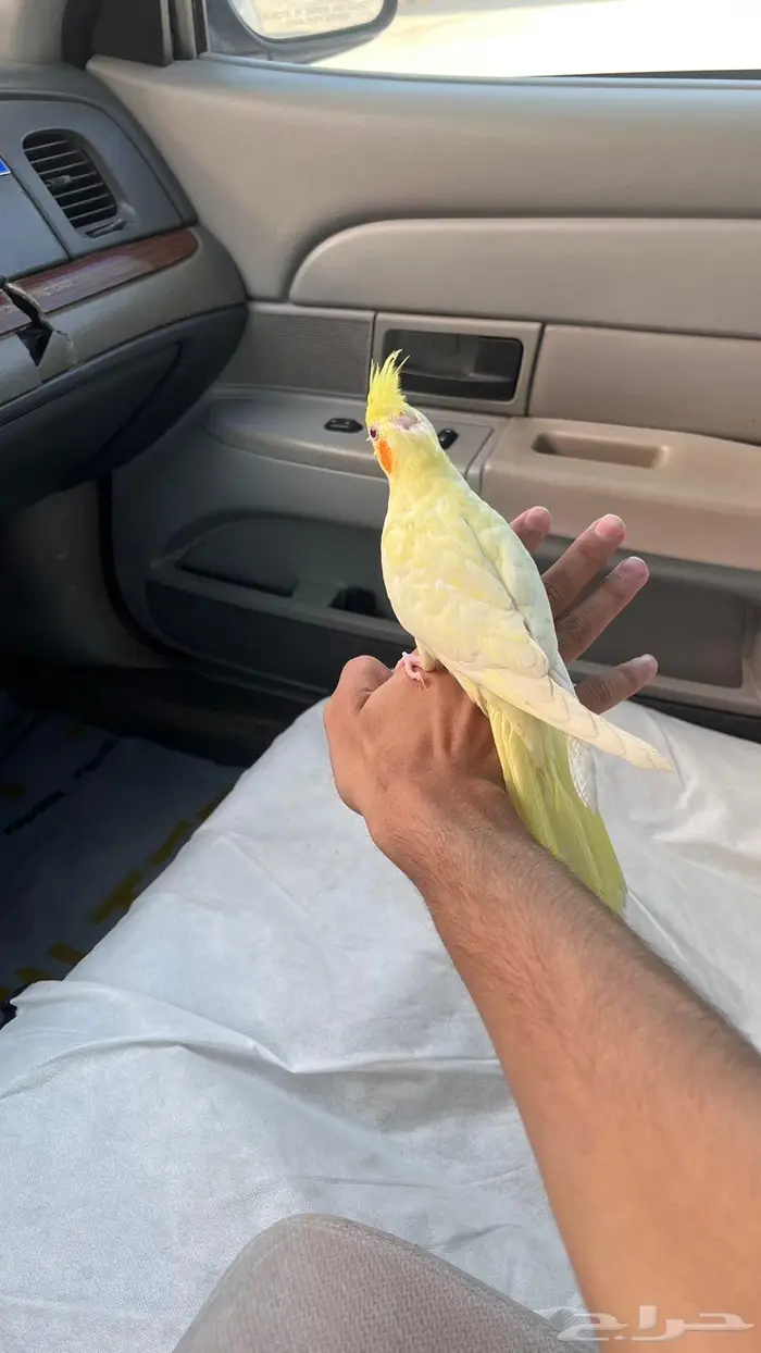 كروان اليف 0