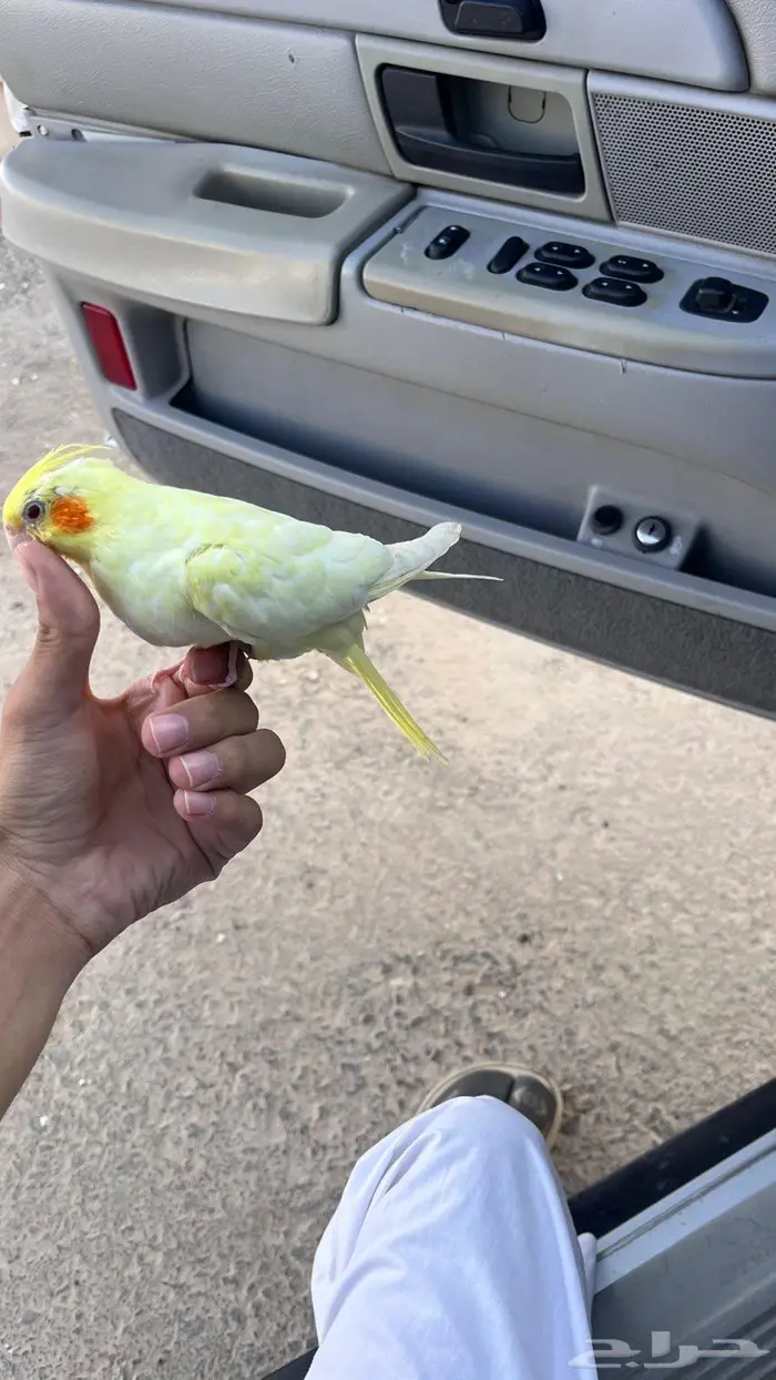 كروان اليف 4