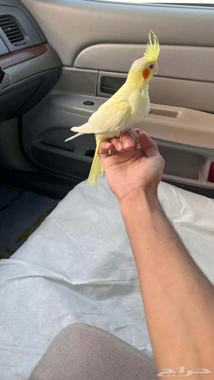كروان اليف 1