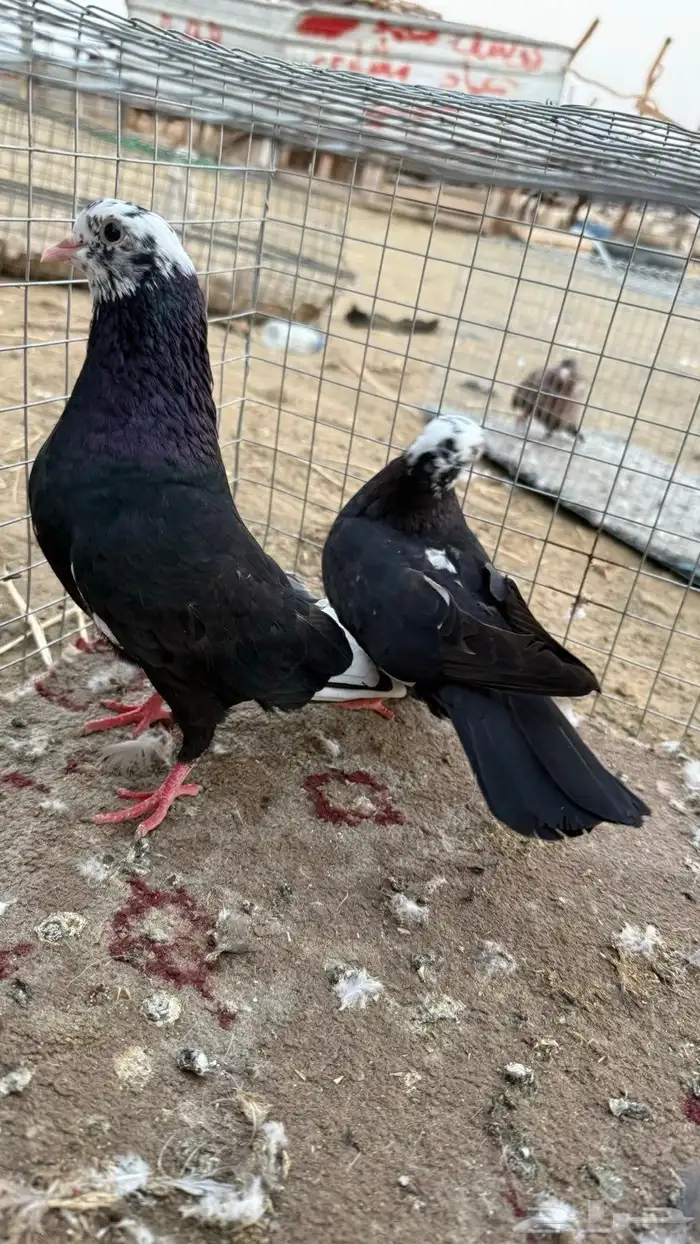 حمام 46