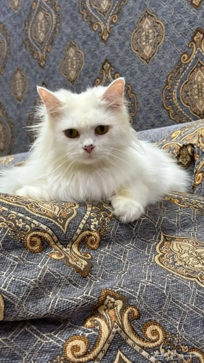 قطه شيرازيه مع أدواتها كامله 4