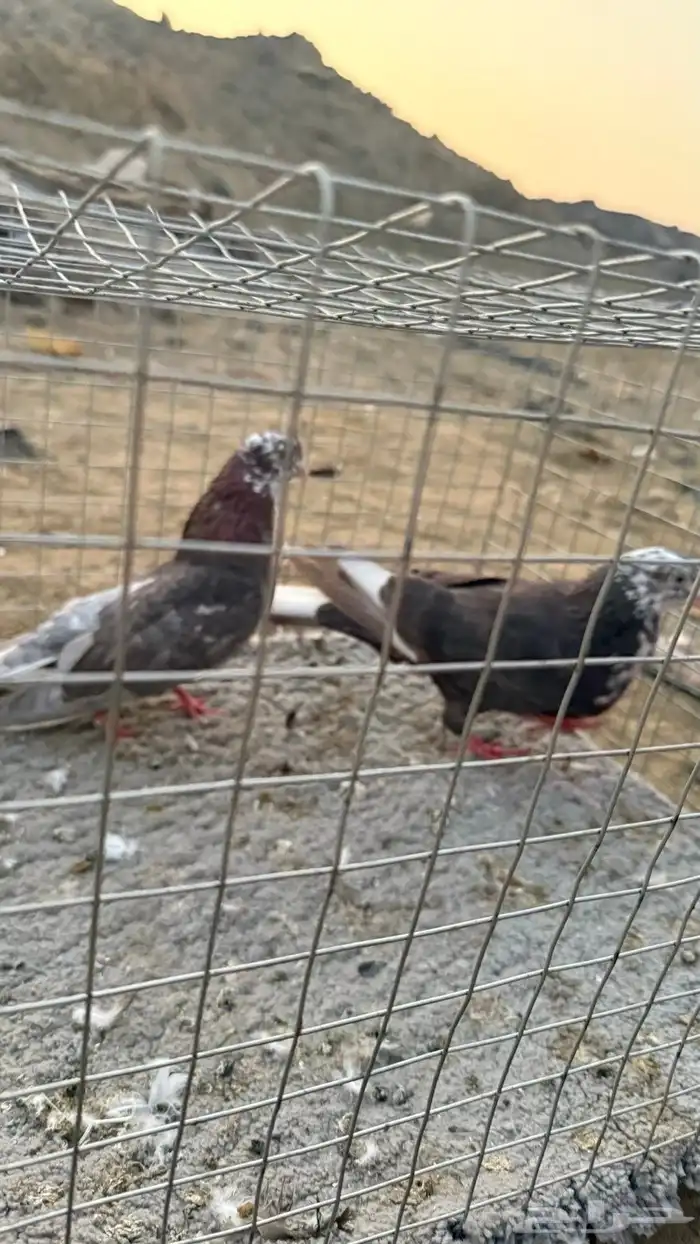 حمام 31