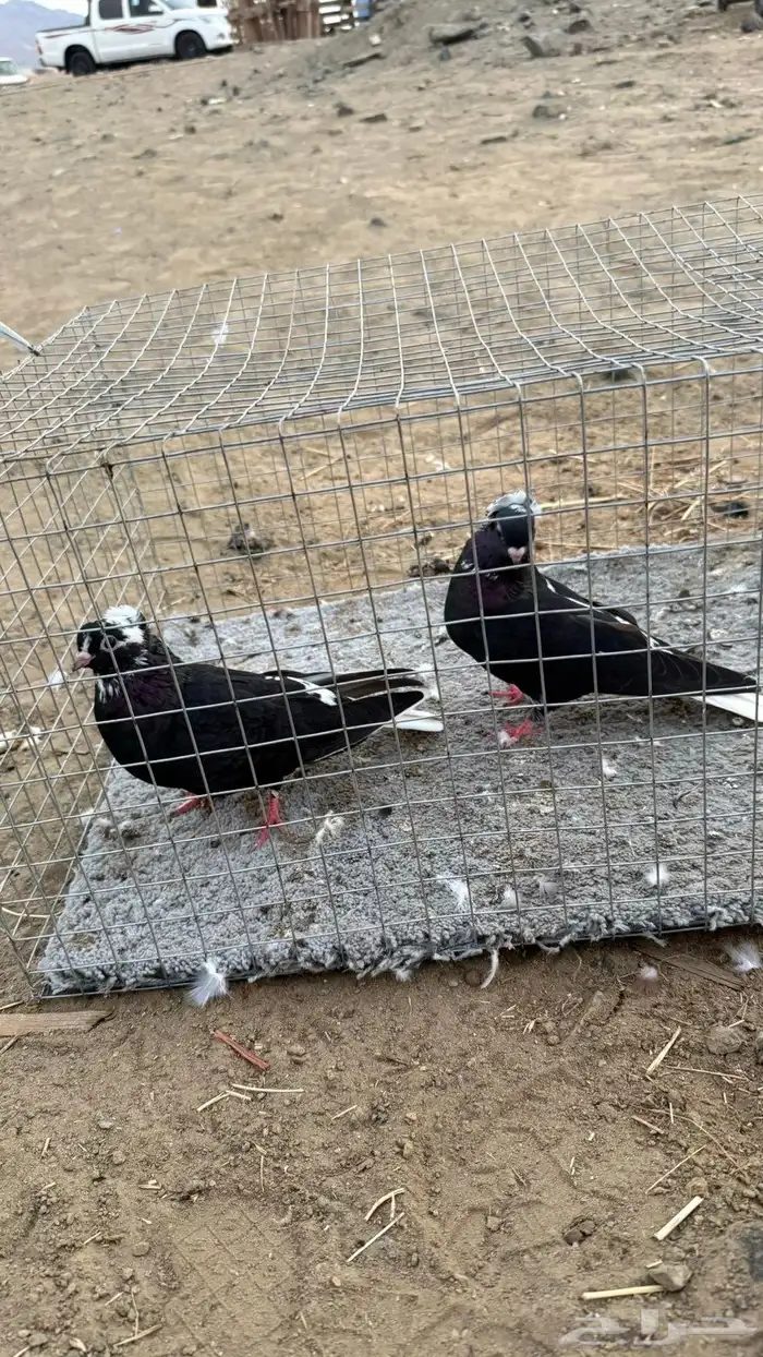 حمام 35