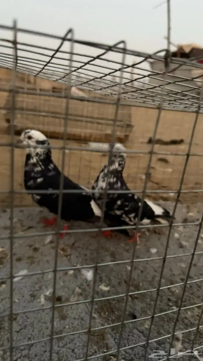حمام 24