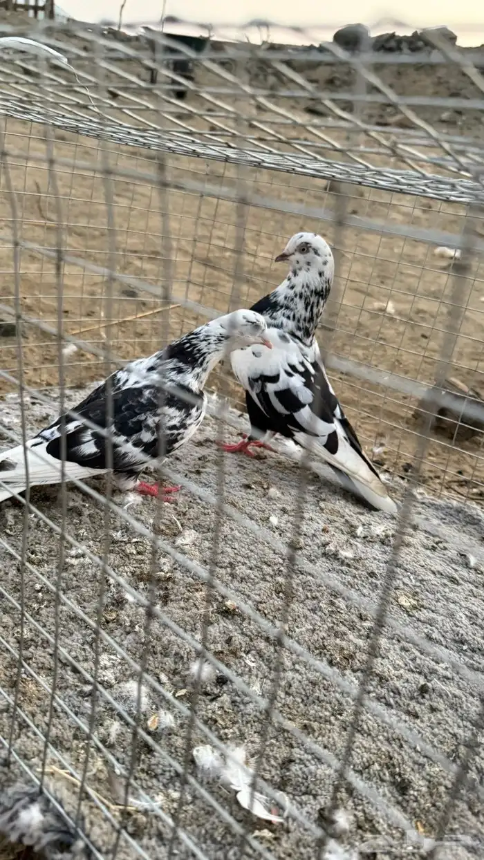 حمام 28