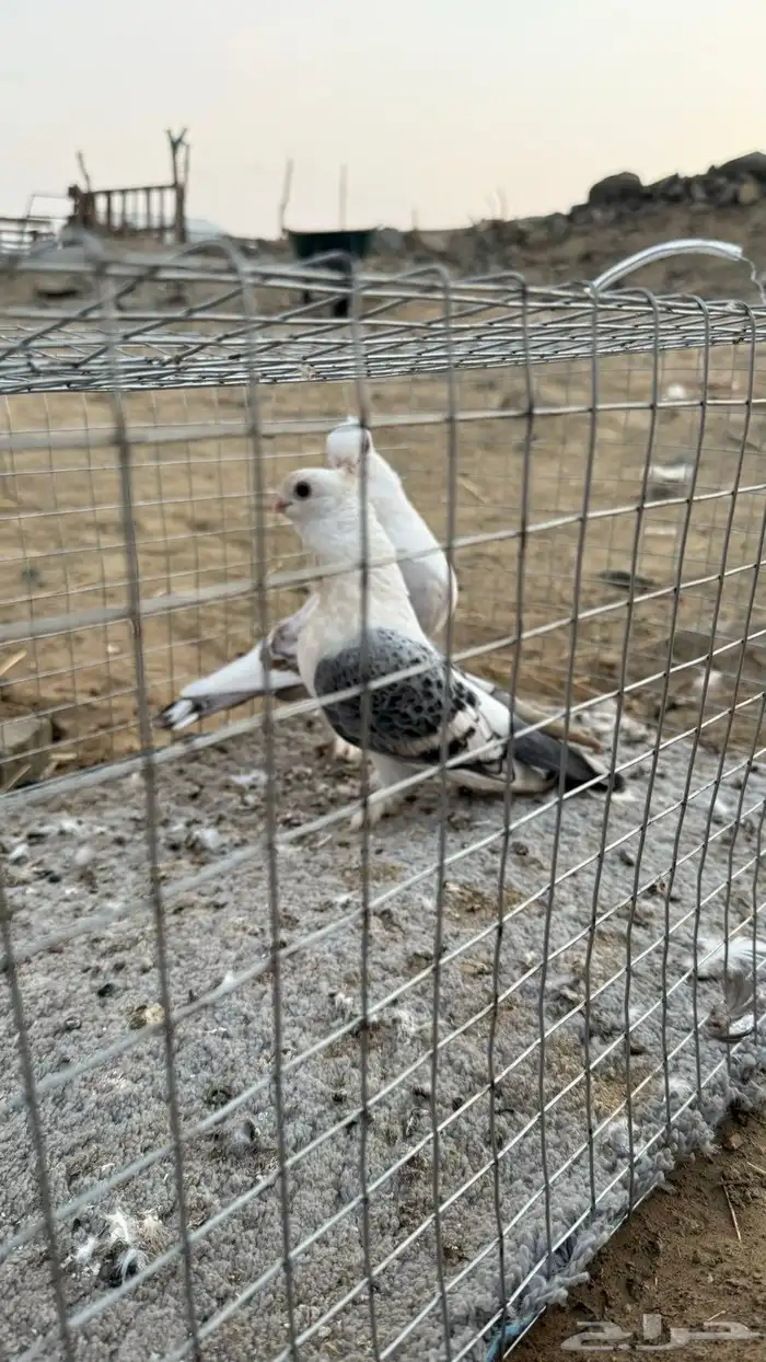حمام 36
