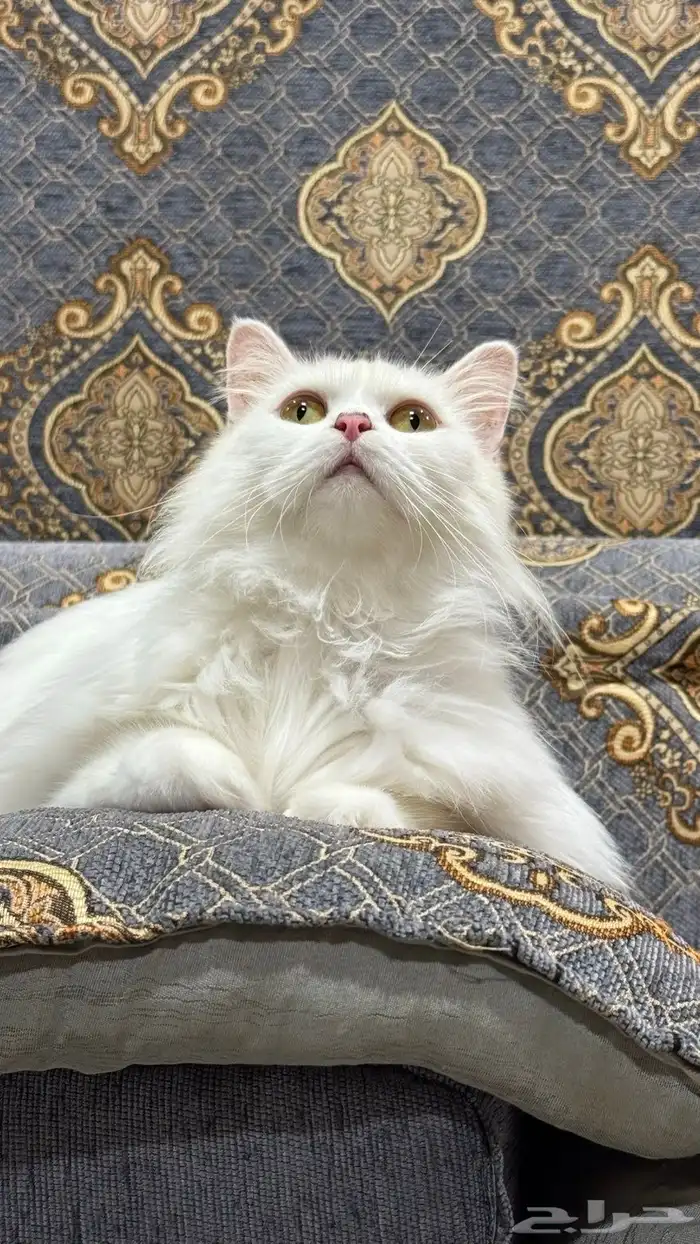 قطه شيرازيه مع أدواتها كامله 3