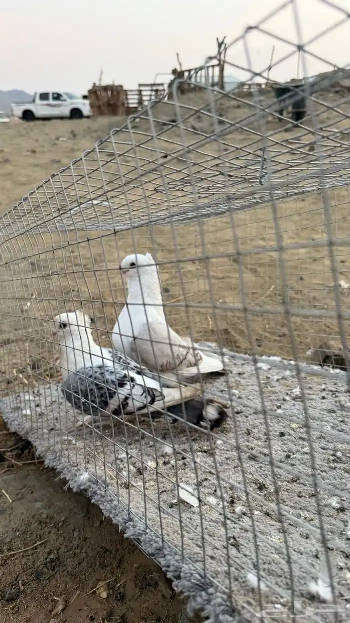 حمام 33